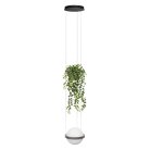 Подвесной светильник Loft IT 10121/1P Dark grey Jardin