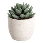 Искусственное растение в горшке Eglo 428011 CHITOSE