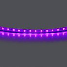 Лента цветного свечения 24V, фиолетовый Lightstar 420518
