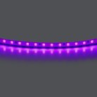 Лента цветного свечения 24V, фиолетовый Lightstar 420518