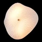 Бра Crystal Lux CONTESSA AP2.2