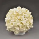 Интерьерная настольная лампа Uniel ULW-R07 T/RGB+White/150C/A Гортензия Северное сияние ULW-R07