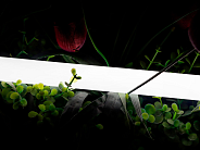 Гибкий неон SWG SWG-2360-24-NW-66 360