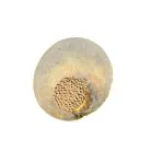 Светильник настенный (Бра) Aployt APL.336.11.07 Eugenia