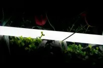 Гибкий неон SWG SWG-2360-24-NW-66 360