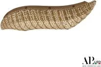 Люстра светодиодная хрустальная APL LED SH507.2.80.M.Gd.3000 Sicilia